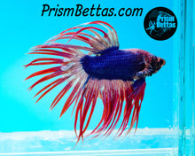 Load image into Gallery viewer, Pink Grizzle Crowntail Male