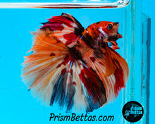 Load image into Gallery viewer, Candy Koi Halfmoon Male