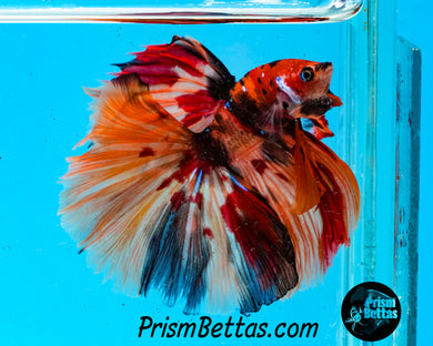 Candy Koi Halfmoon Male