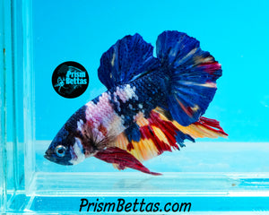 Marble Halfmoon Plakat Male