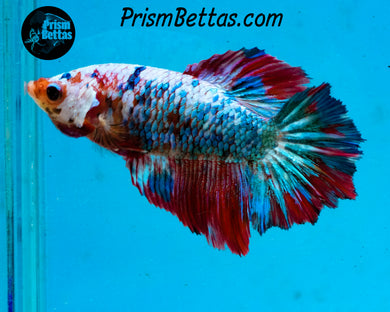 Marble Halfmoon Female