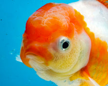 Load image into Gallery viewer, Orange and White Longfinned Oranda (5 inches) Imported from Thailand