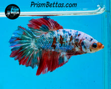 Load image into Gallery viewer, Marble Halfmoon Female