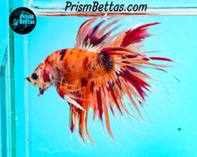 Load image into Gallery viewer, Candy Koi Crowntail Male