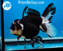 Load image into Gallery viewer, XXL Panda Oranda Female (5 inches) Imported in Thailand