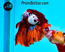 Load image into Gallery viewer, Rainbow Marble Halfmoon Male