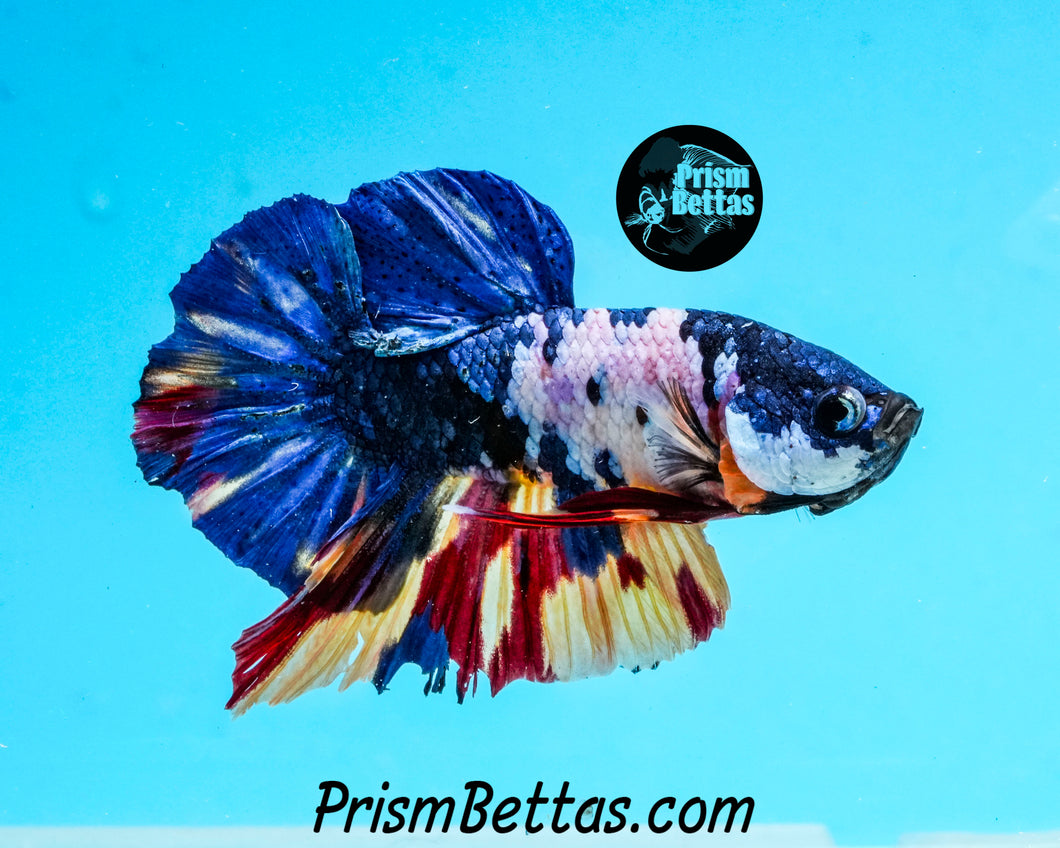 Marble Halfmoon Plakat Male