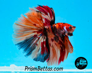 Candy Koi Halfmoon Male