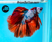 Load image into Gallery viewer, Rainbow Marble Halfmoon Male
