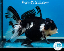 Load image into Gallery viewer, XXL Panda Oranda Female (5 inches) Imported in Thailand