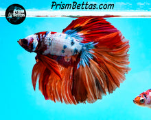 Load image into Gallery viewer, Rainbow Marble Halfmoon Male