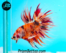 Load image into Gallery viewer, Candy Koi Crowntail Male