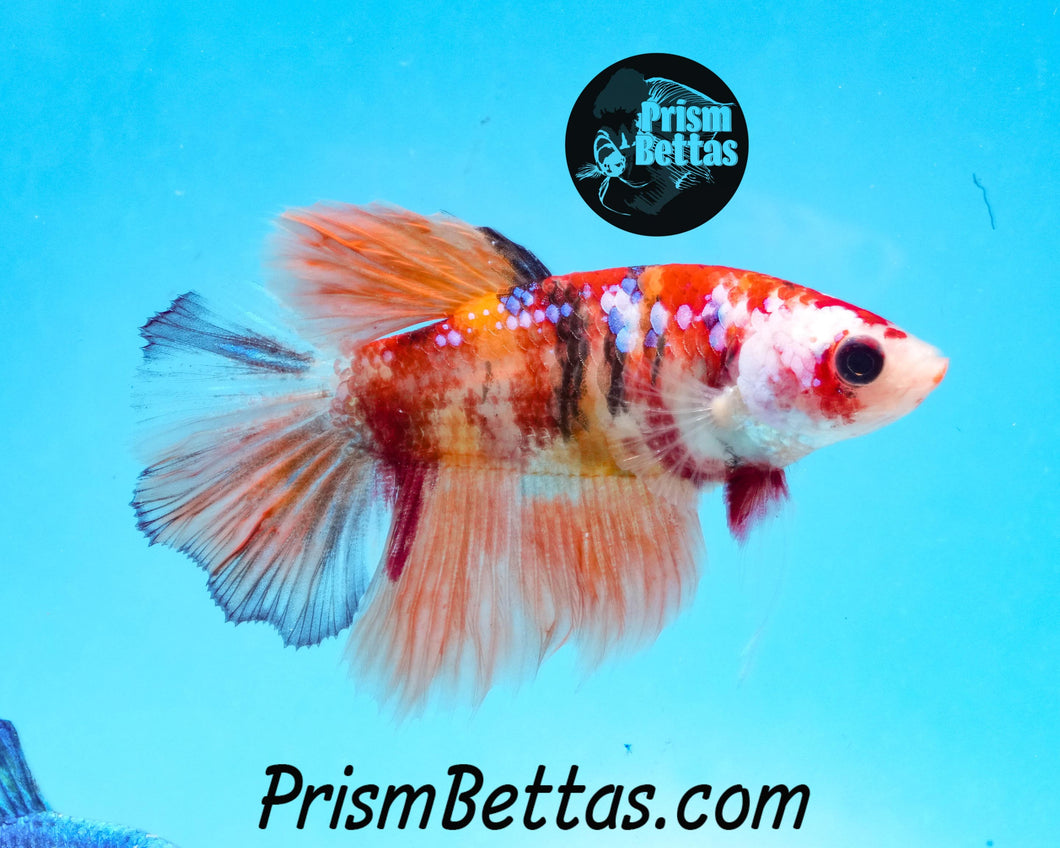 Candy Koi Halfmoon Female Buy 4 Get 1 Free