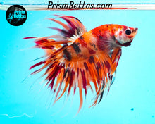 Load image into Gallery viewer, Candy Koi Crowntail Male