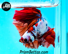 Load image into Gallery viewer, Rainbow Marble Halfmoon Male