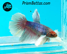 Load image into Gallery viewer, Dumbo Halfmoon Female