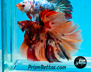 Candy Koi Halfmoon Male