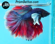 Load image into Gallery viewer, Dumbo Rosetail Halfmoon Male
