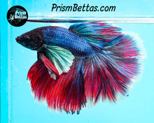 Load image into Gallery viewer, Dumbo Rosetail Halfmoon Male