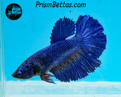 Blue Halfmoon Female