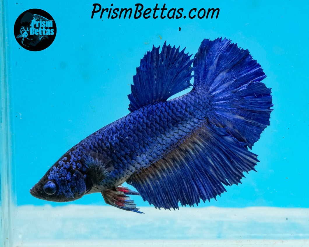 Blue Halfmoon Female