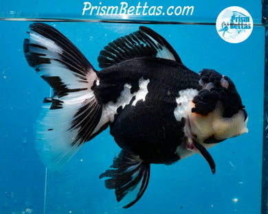 XXL Panda Oranda Female (5 inches) Imported in Thailand