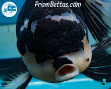 Load image into Gallery viewer, XXL Panda Oranda Female (5 inches) Imported in Thailand