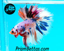 Load image into Gallery viewer, Rainbow Marble Halfmoon Male