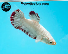 Load image into Gallery viewer, Red Dragon Halfmoon Plakat Female