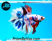 Load image into Gallery viewer, Rainbow Marble Halfmoon Male