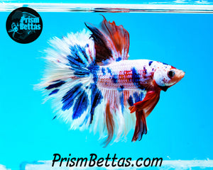 Rainbow Marble Halfmoon Male