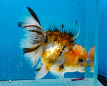 Load image into Gallery viewer, Calico Longfinned Oranda Male (4.5 inches) Imported from Thailand