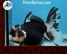 Load image into Gallery viewer, XXL Panda Oranda Female (5 inches) Imported in Thailand