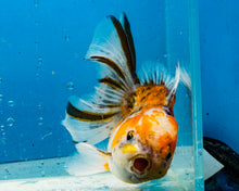 Load image into Gallery viewer, Calico Longfinned Oranda Male (4.5 inches) Imported from Thailand