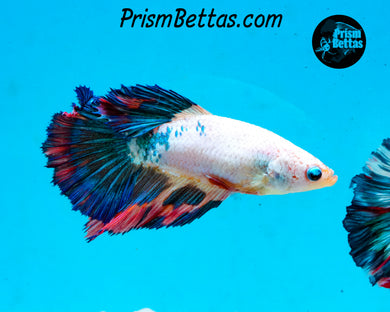 Marble Halfmoon Female