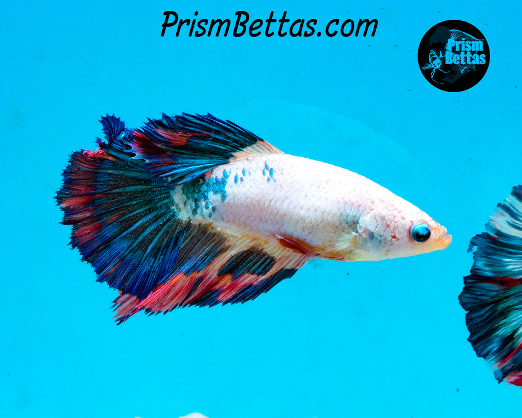 Marble Halfmoon Female