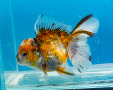 Load image into Gallery viewer, Calico Longfinned Oranda Male (4.5 inches) Imported from Thailand