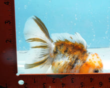 Load image into Gallery viewer, Calico Longfinned Oranda Male (4.5 inches) Imported from Thailand