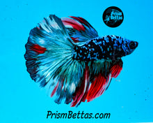 Load image into Gallery viewer, Blackstar Galaxy Halfmoon Male