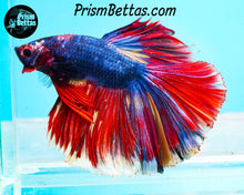 Load image into Gallery viewer, Marble Halfmoon Male
