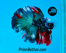 Load image into Gallery viewer, Blackstar Galaxy Halfmoon Male