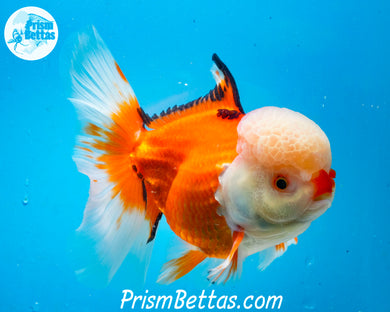 XXL Tricolor Oranda Female (4.5 inches) Imported in Thailand