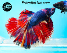 Load image into Gallery viewer, Marble Halfmoon Male