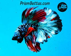Blackstar Galaxy Halfmoon Male