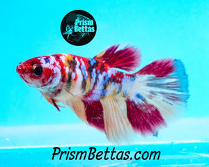 Candy Koi Halfmoon Female Buy 4 Get 1 Free