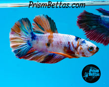 Load image into Gallery viewer, Rainbow Marble Halfmoon Plakat Male