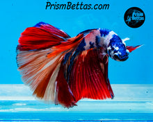 Load image into Gallery viewer, Rainbow Marble Halfmoon Male