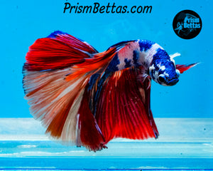 Rainbow Marble Halfmoon Male