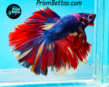 Load image into Gallery viewer, Marble Halfmoon Male