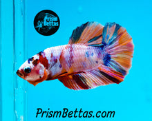 Load image into Gallery viewer, Rainbow Marble Halfmoon Plakat Male